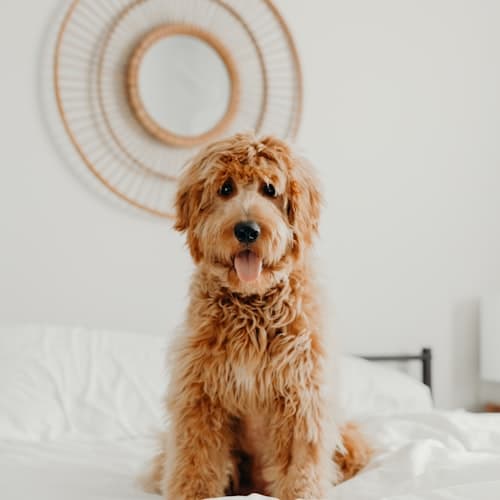 Biscuit, Goldendoodle